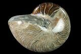 Polished Fossil Nautilus (Cymatoceras) - Madagascar #140432-1